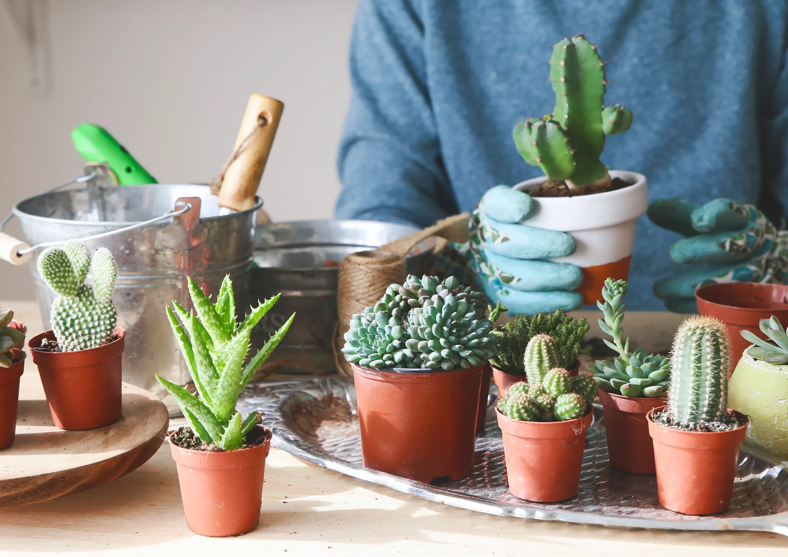 Cómo cuidar las suculentas