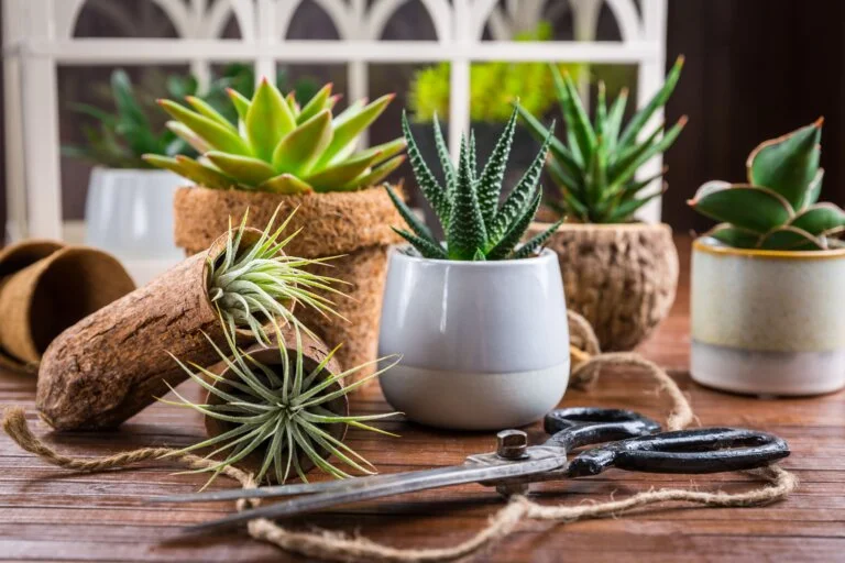 Guía de Ideas Creativas para Decorar el Hogar con Plantas de Interior